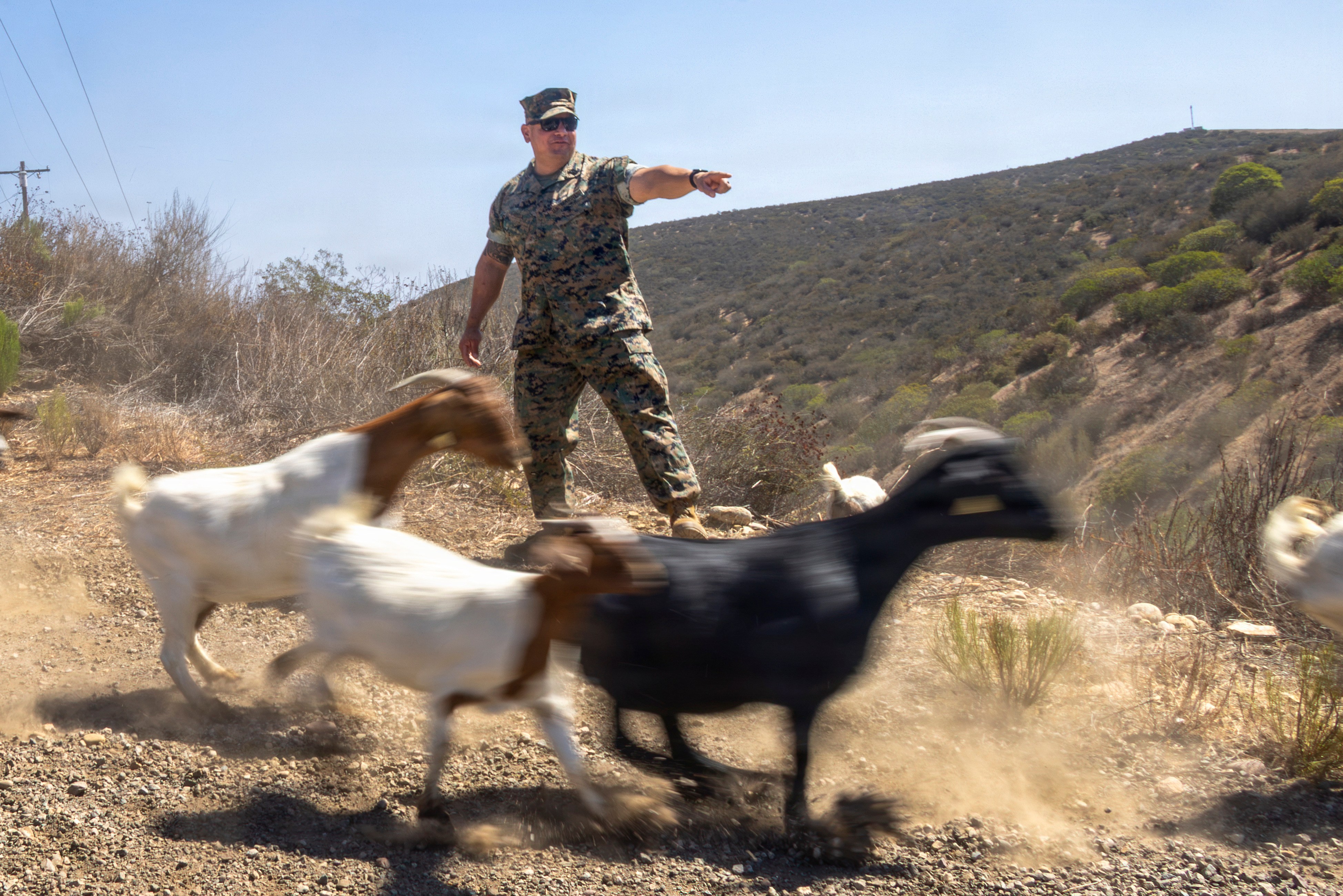 California Marines deploy goats in first of its kind wildfire program