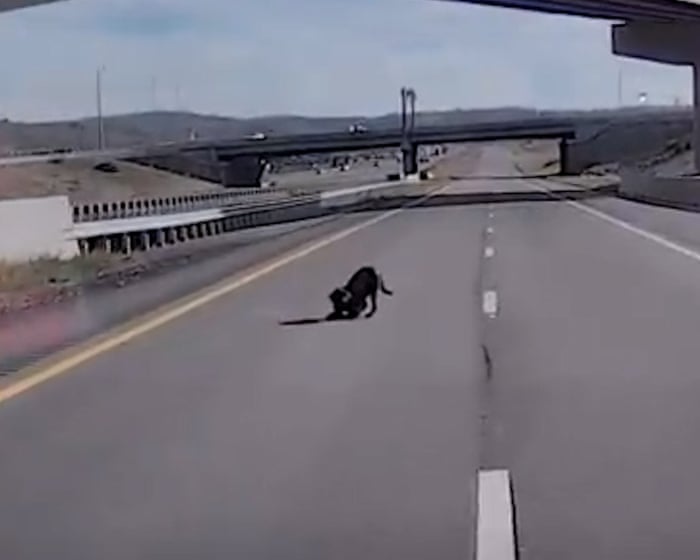 Utah police dog survives injury after leaping from overpass – video