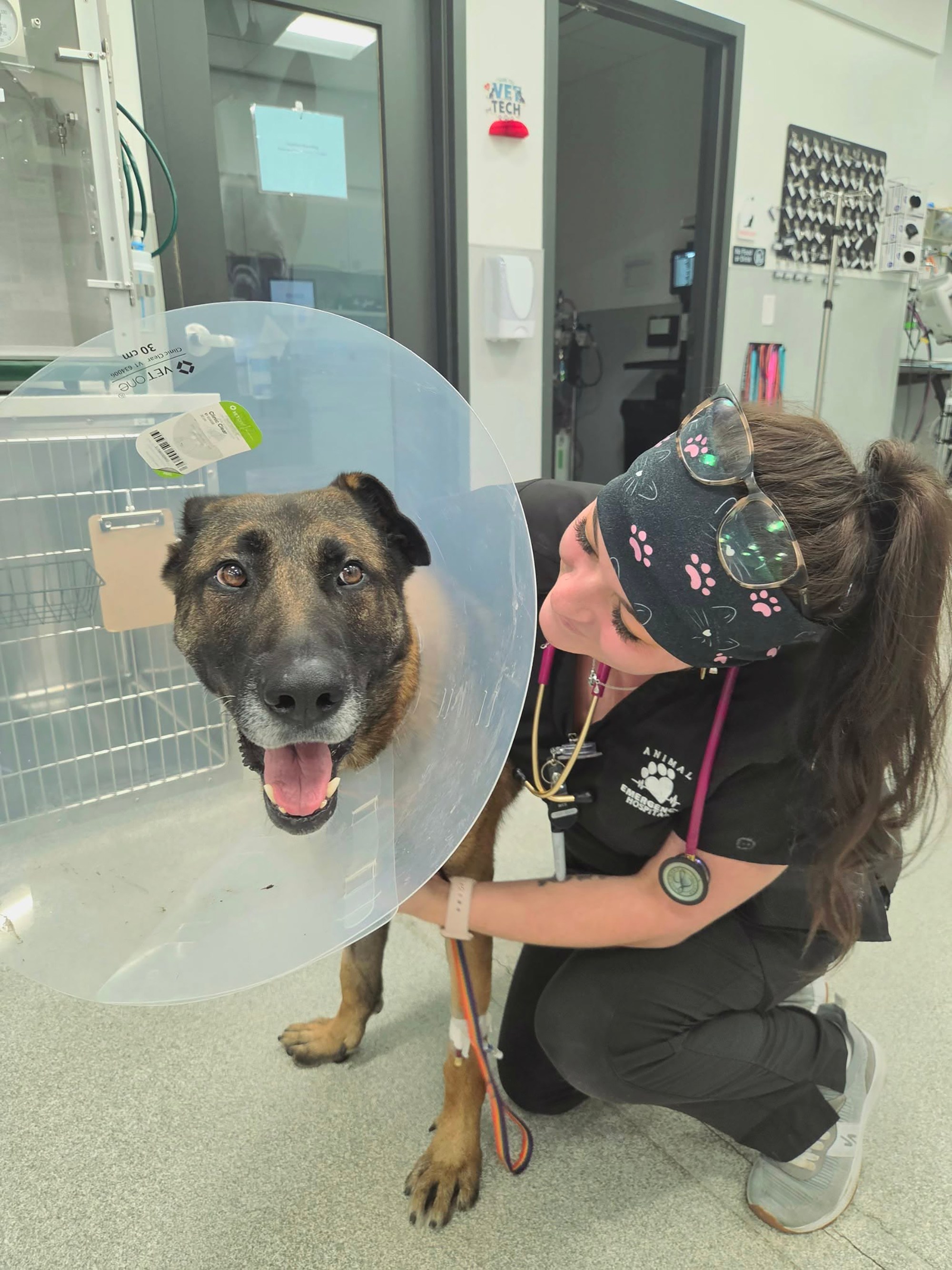 Police K-9 named Rocco undergoes surgery after feasting on rocks